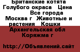 Британские котята Голубого окраса › Цена ­ 8 000 - Все города, Москва г. Животные и растения » Кошки   . Архангельская обл.,Коряжма г.